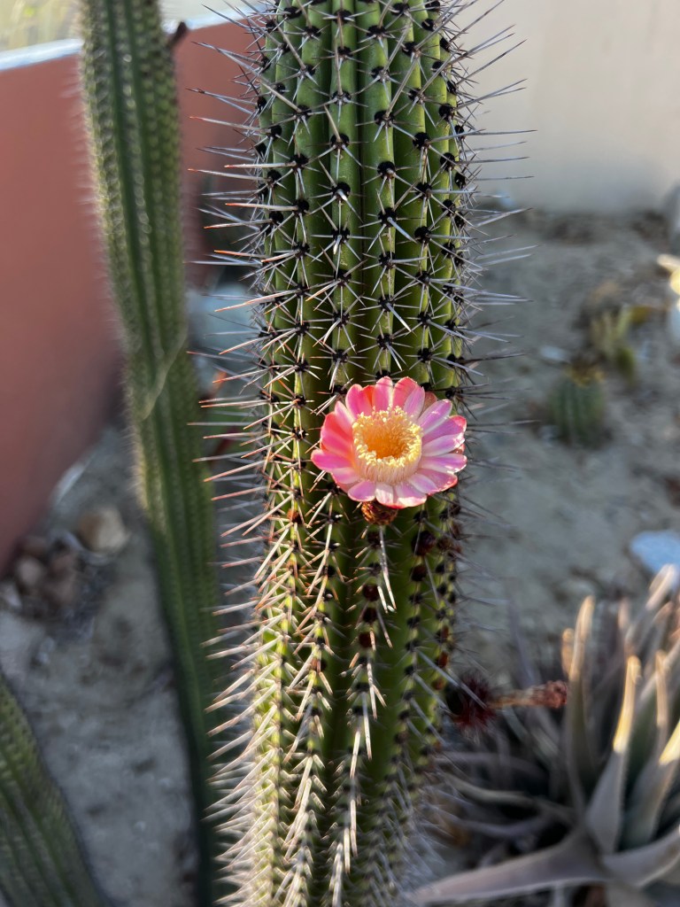 …as well as cactus photography
